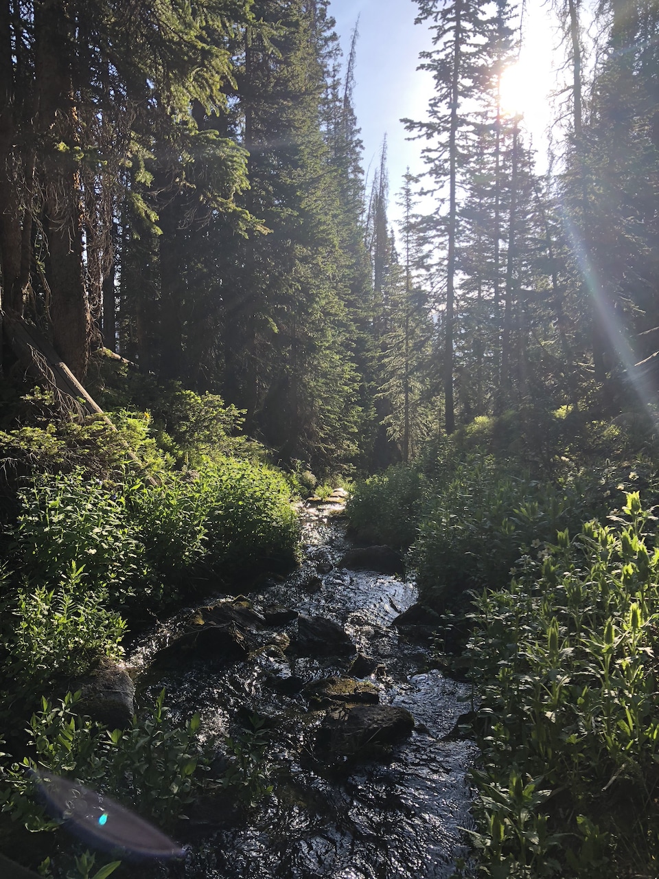 Photo of a cool mountain stream with sunlight beams peaking through the tall pine trees.